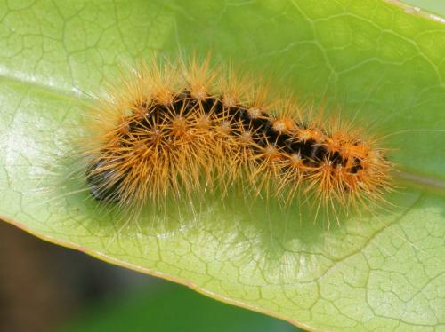 Acronicta auricoma
