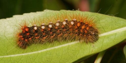 Acronicta auricoma