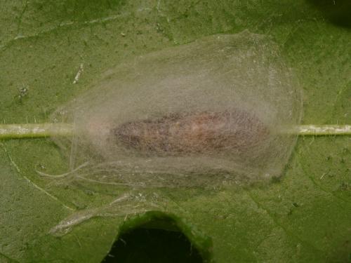 Ctenoplusia accentifera