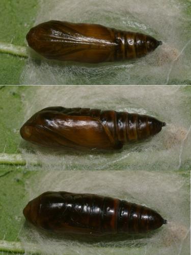 Ctenoplusia accentifera