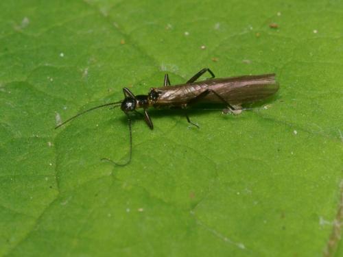 Leuctra sp.