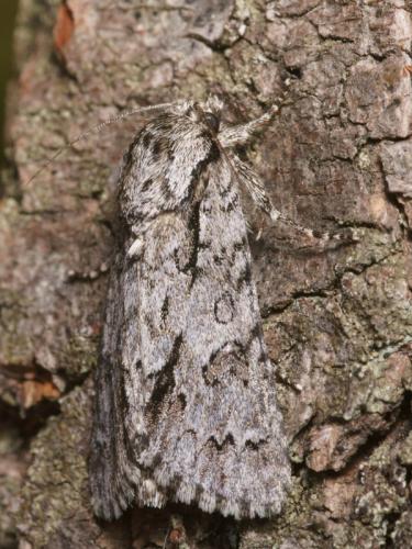 Acronicta auricoma