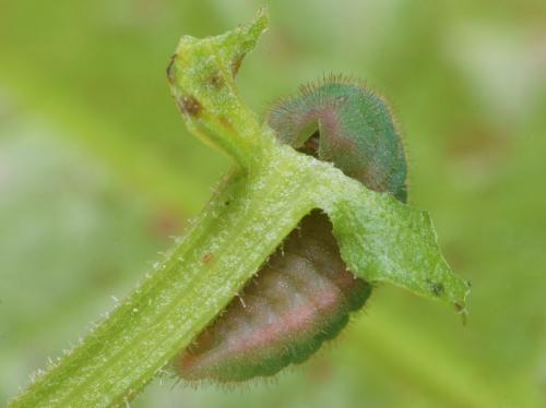 Lycaena phlaeas