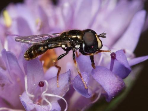 Réf. 96 048 : Paragus sp.