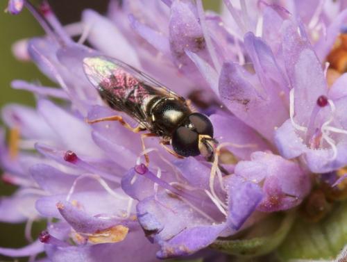 Paragus sp.