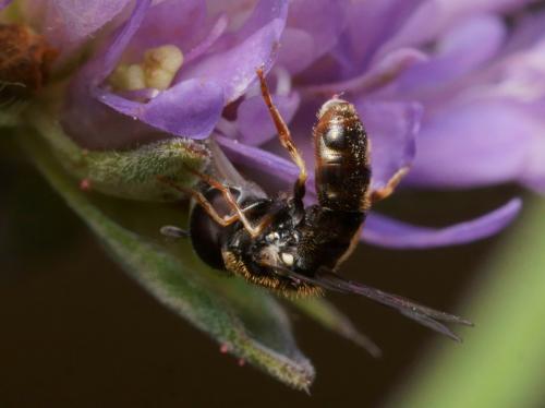 Réf. 96 050 : Paragus sp.