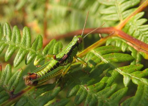 Odontopodisma schmidtii