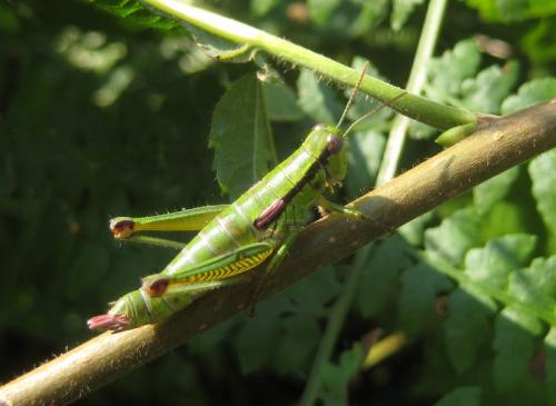 Odontopodisma schmidtii