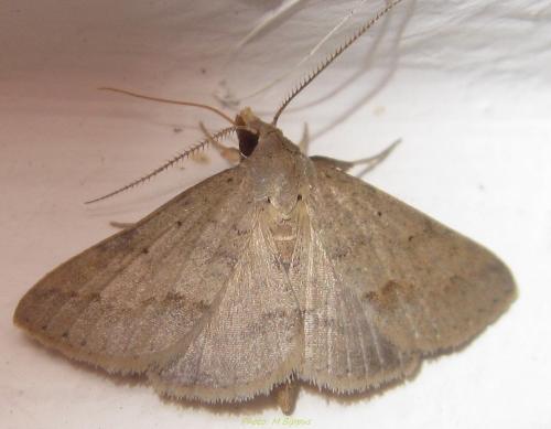 Gesonia sp.