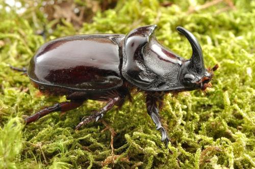 Réf. 96 674 : Oryctes nasicornis