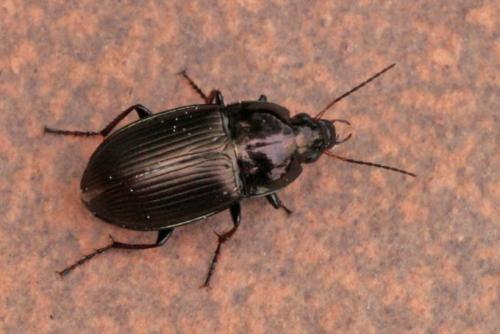 Amara sp.