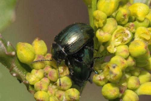 Réf. 96 967 : Phaedon sp.