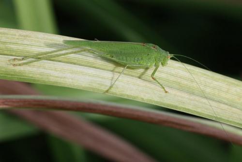 Phaneroptera nana