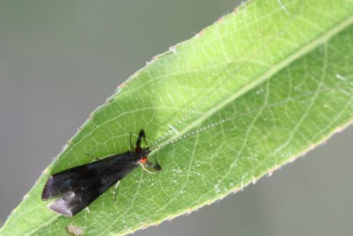 Réf. 96 279 : Mystacides sp.