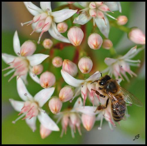 Réf. 96 833 : Apis mellifera