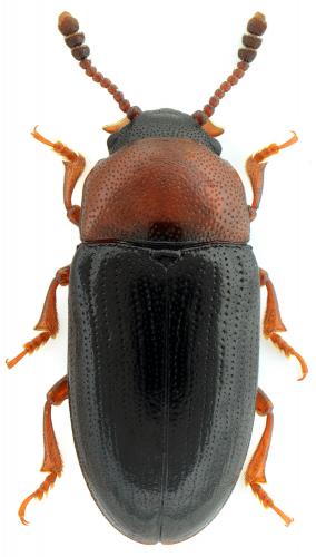 Triplax melanocephala