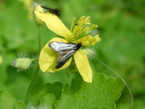 Réf. 96 831 : Adela reaumurella