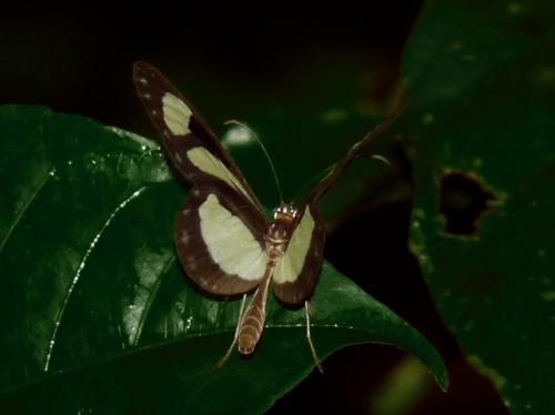 Réf. 96 173 : Aeria eurimedea