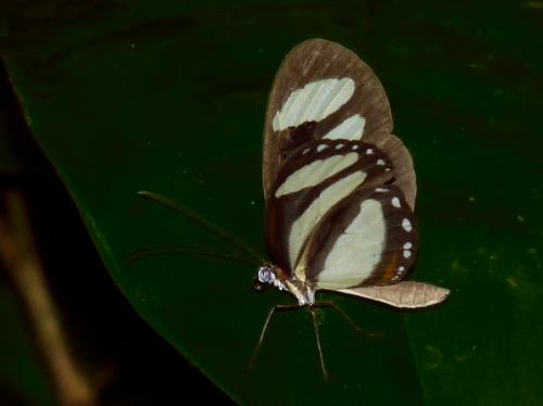 Aeria eurimedea