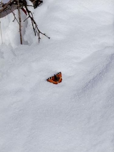 Aglais urticae