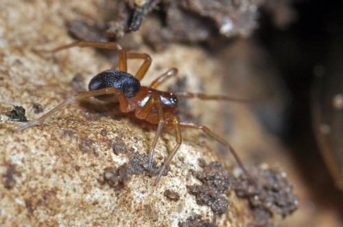 Zodarion sp.