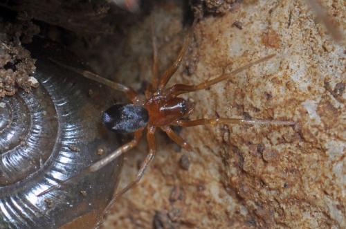 Zodarion sp.