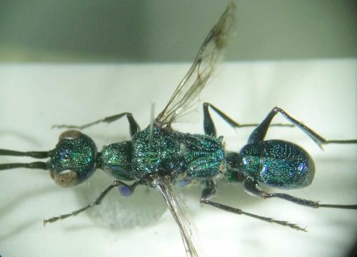 Ampulex sp.