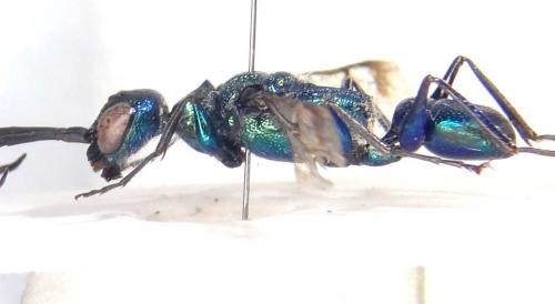 Ampulex sp.