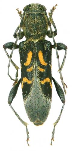 Anaglyptus luteofasciatus