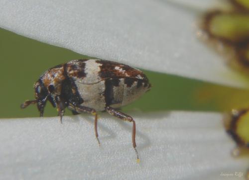 Anthrenus sp.