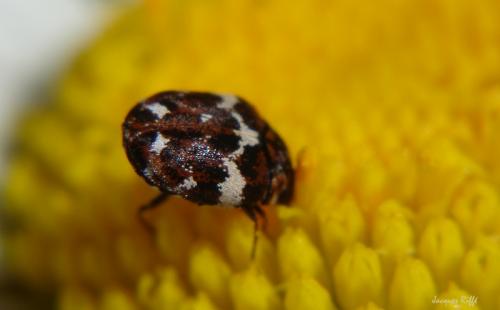 Réf. 96 503 : Anthrenus sp.