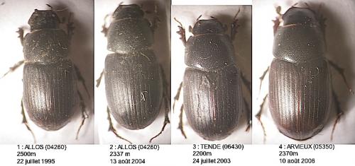 Amidorus sp.