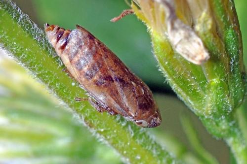 Philaenus spumarius