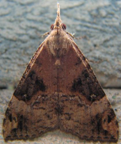 Hypena obsitalis