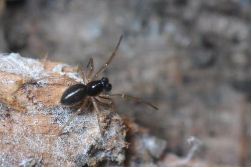 Agyneta sp.