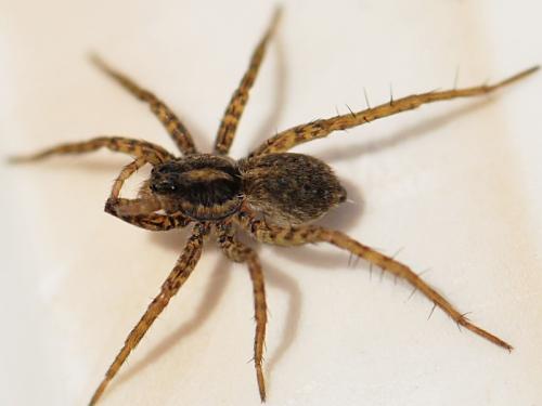 Pardosa sp.