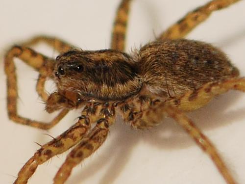 Pardosa sp.