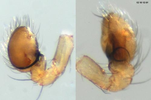 Hahnia helveola