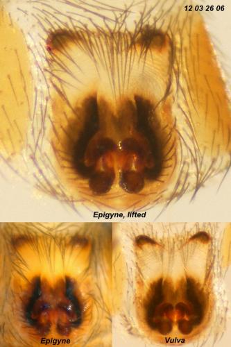 Zelotes longipes