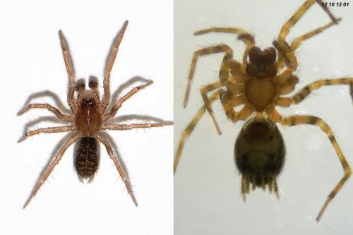 Hahnia helveola