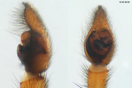 Trochosa robusta