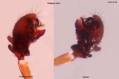 Réf. 96 902 : Walckenaeria cucullata