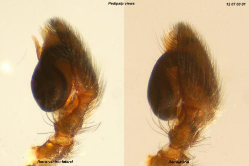 Phaeocedus braccatus