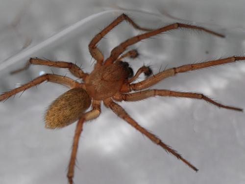 Eratigena fuesslini