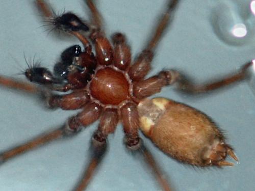 Eratigena fuesslini