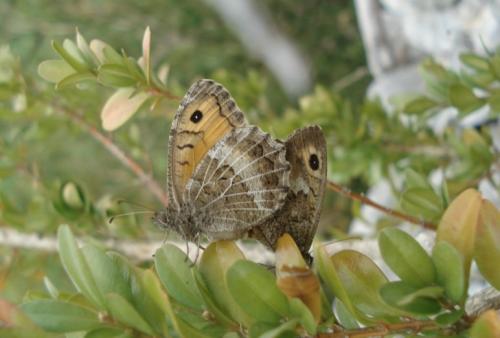 Arethusana arethusa