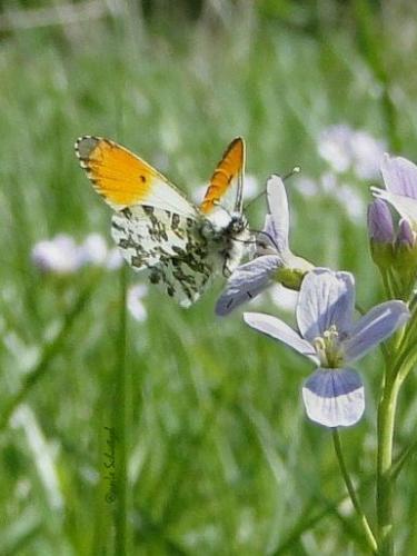 Réf. 96 789 : Anthocharis cardamines