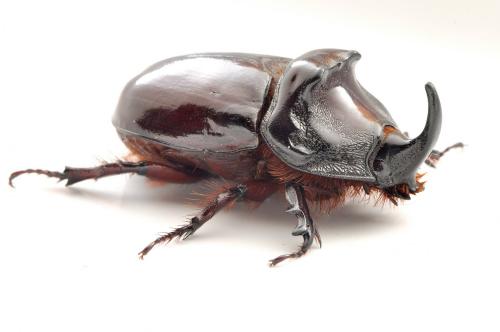 Oryctes nasicornis