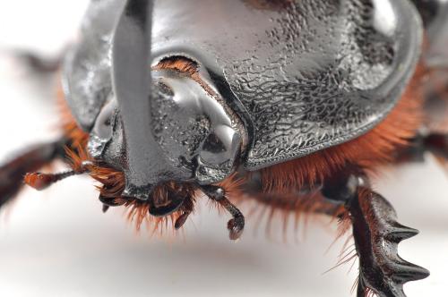 Oryctes nasicornis