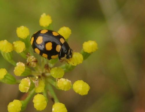 Réf. 96 747 : Coccinula quatuordecimpustulata